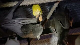 Watch Bats Eating Corn Cob! - Hot Tip Feeding Bats In Care Behind The Scenes In Jeannie's Bat Aviary