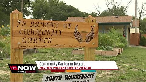Community garden in Detroit helping prevent kidney disease