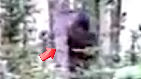 Saw a man in the woods with deep hair who was Bigfoot [conspiracy]