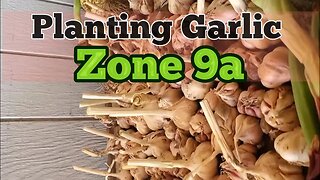 When to plant Garlic in Zone 9a 🧄 #gardening #homestead
