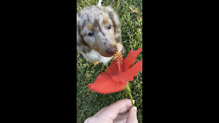 dachshund puppy sees a flower for the first time
