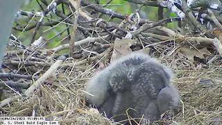 USS Bald Eagle Cam 1 4-24-23 @ 15:10 - Close up of Hop