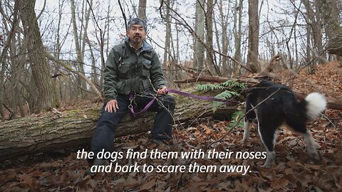 Bear experts use dogs, honey and antennae to save lives in rural Japan