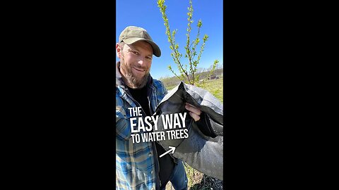 The Easy Way to Water Fruit Trees (or any tree)