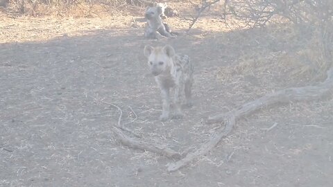 Hyena puppies spotted on Mashatu Nature Reserve #wildlife #hyena