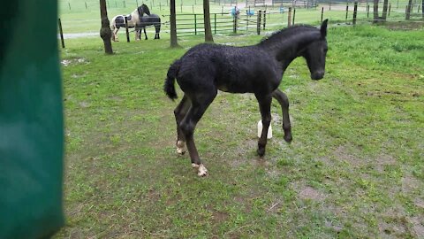 Orphaned foal plays in the rain for the very first time