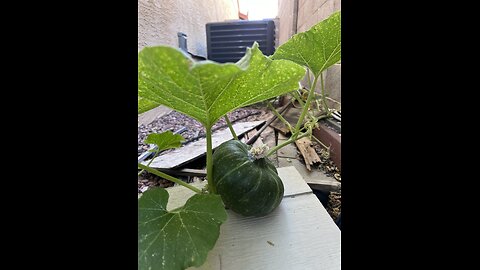 Backyard Kabocha Harvest