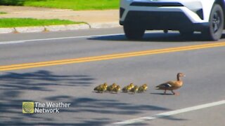 Mother and her ducklings cross the road