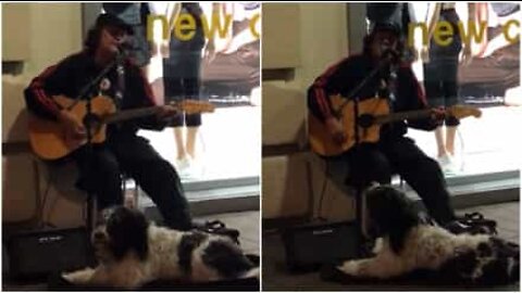 Dog and musician sing along in New Zealand