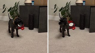 Dog Completely Baffled By Hyper Energetic Puppy