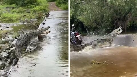 Enormous crocodile in India climbs up river waterfall