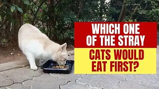 We Setup Camera To See Which One of The Stray Cats Would Eat First - #TimeLapse of #Animals Part 1