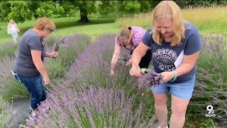 U-pick lavender farm offers beautiful blooms to visitors