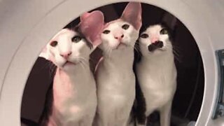 Trio de gatos brinca aos astronautas em máquina de lavar a roupa
