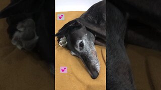 Elsa the sweet greyhound