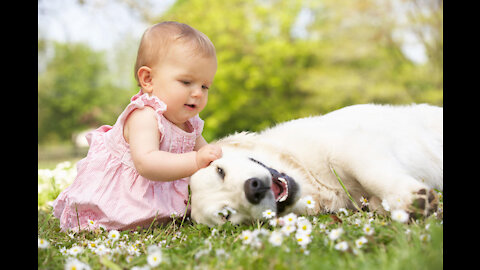 See What Happen When Dogs Meet Newborn Babies (its so amazing!)