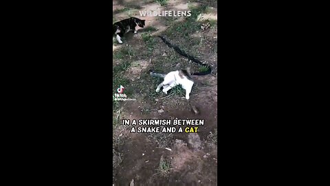 &£#@Animal fighting video @#&£