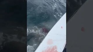 9-10 ft Mako shark attacking tuna while first mate had him gaffed. Off the coast of Nags Head.