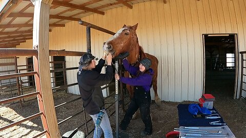 Teeth Floating Dental Exam for our rescued Belgian Draft Horses Ep.19