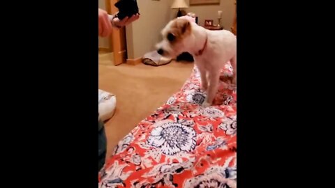 Ares Jack Russell practices ”up" and ”down" commands