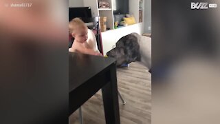 Cane e bimbo condividono il lecca lecca