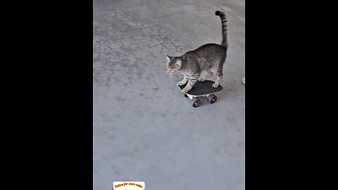 Watch the cat ride the sky board🛼 trending video