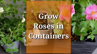 Grow Roses in Containers