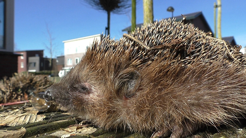 Congested hedgehog hilariously blows bubbles