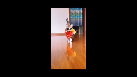 cat_walk_ramp_home 😂🤣Funny_cat_Fashion_Show_compilation___funny_cats_-_catbolo_#shorts