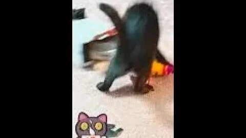 gatto impazzito...video fannyCat