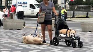 Dog refuses to walk with owner and lies down on sidewalk