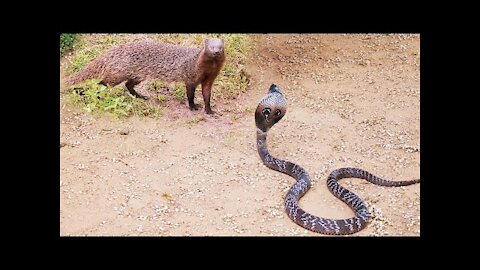 Mongoose vs Cobra Snake Epic Battle | Honey Badger vs Rock Python and other Animals