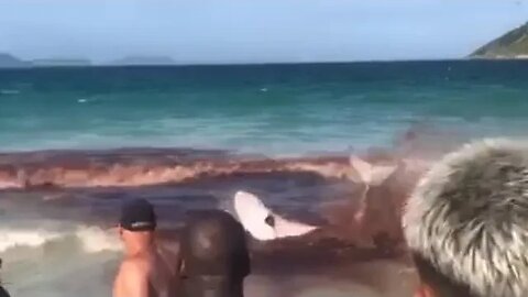 Tubarão ataca golfinho em ARRAIAL DO CABO (Shark attacks dolphin on beach in Rio de janeiro, Brazil)