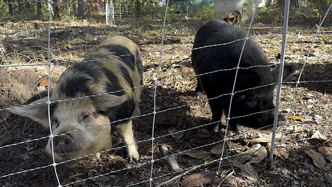 Do KuneKune root?