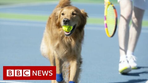 Tennis_club_tries_to_train_dogs_to_be_tennis_'ball_boys'_for_Wimbledon_-_98BBC_