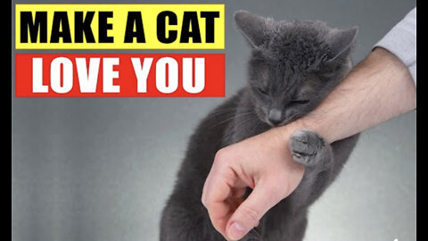 10 Scientific Ways to Get a Cat to Like You