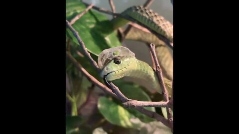 😳😱Top Dangerous snake ❤️ |🐍🐍 Snake nature WhatsApp Status | amazing nature video #shorts(1)