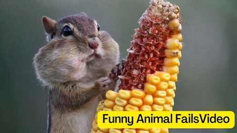 Funny Animals Fails Compilation 2 #shorts