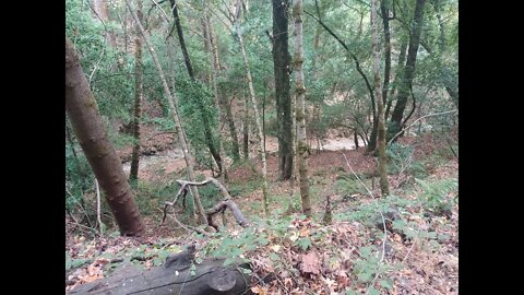 Abandoned Section of the Canyon Trail, near Gold Mine Creek