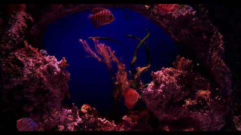 Aquarium 4k Videos | Relaxing Stress Relief Music | Fish Coral Reef #4k #viral #coralreef #aquarium