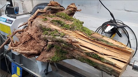 Woodturning - Hawthorn Root Lamp