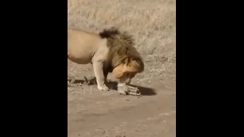 Best funny animal video of the year