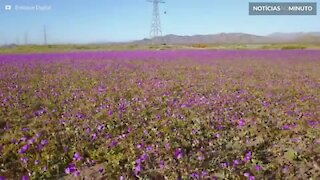 Chuvas enchem deserto de flores no Chile