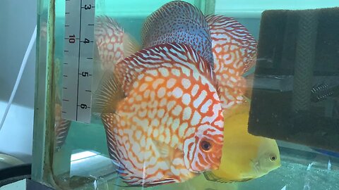 All of our New Discus plus brief intro to Fish medications!