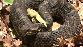 Rattlesnakes: Nature's most feared and misunderstood animals