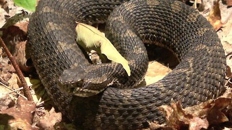 Rattlesnakes: Nature's most feared and misunderstood animals