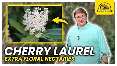 How Important is Cherry Laurel for Honey Bees and Beneficial Insects?