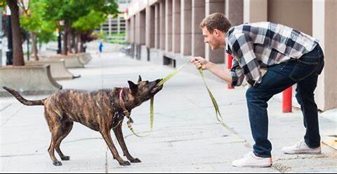 How to leash train your dog not to pull + dog training loose lead walking