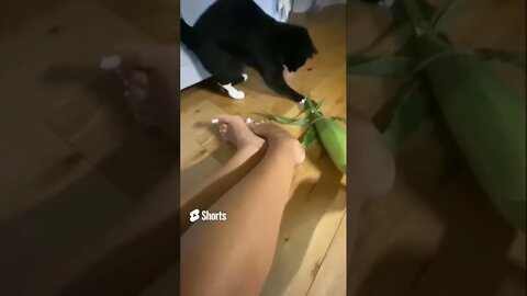 Kitty #Cat plays with #Corn on the Cob, she thinks it’s #alive & chases it around #blackcat #shorts