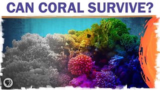 Coral Reefs Are Dying. But They Don’t Have To.